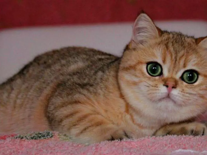 طلایی بریتانیا Chinchilla (23 عکس): شرح Chinchilla بریتانیا، شخصیت گربه های طلایی و گربه ها. بچه گربه های بلند و کوتاه مو 22452_11