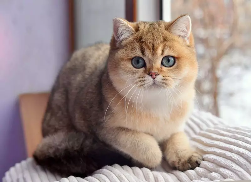 Golden British Chinchilla (23 gambar): Perihalan Chinchilla British, watak kucing emas dan kucing. Kucing berambut panjang dan berambut pendek 22452_12