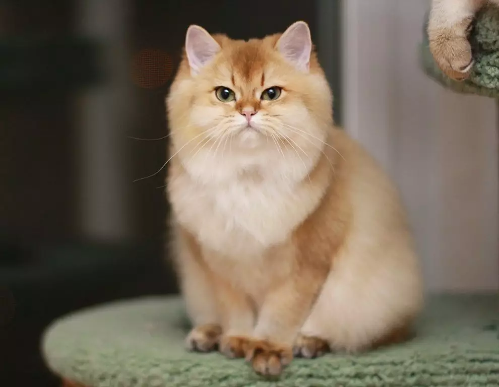 Golden British Chinchilla (23 gambar): Perihalan Chinchilla British, watak kucing emas dan kucing. Kucing berambut panjang dan berambut pendek 22452_2