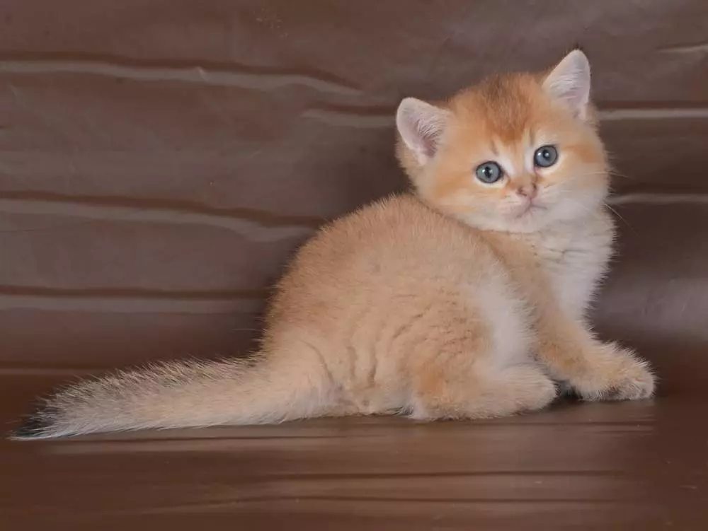 ოქროს ბრიტანული Chinchilla (23 ფოტო): Chinchilla ბრიტანეთის აღწერა, ოქროს კატა და კატა. გრძელვადიანი და მოკლე- haired kittens 22452_22