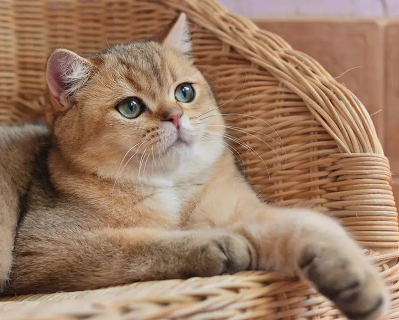 طلایی بریتانیا Chinchilla (23 عکس): شرح Chinchilla بریتانیا، شخصیت گربه های طلایی و گربه ها. بچه گربه های بلند و کوتاه مو 22452_3