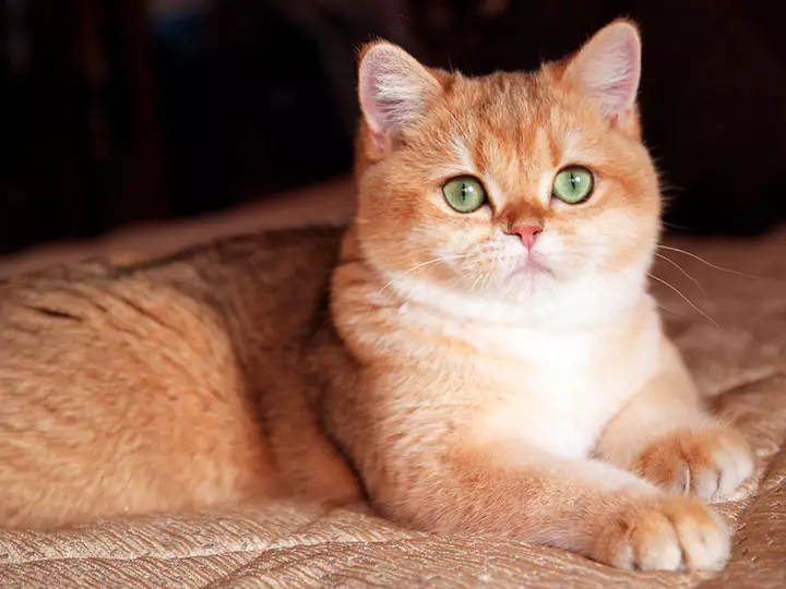 Emas Inggris Chinchilla (23 Foto): Katrangan saka Chinchilla British, karakter kucing lan kucing emas. Kucing Rambut Rambut lan Rambut Coklat 22452_6
