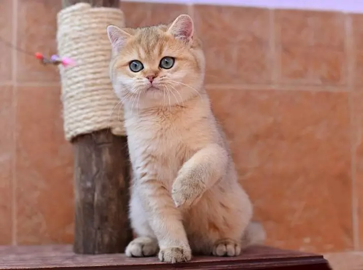 طلایی بریتانیا Chinchilla (23 عکس): شرح Chinchilla بریتانیا، شخصیت گربه های طلایی و گربه ها. بچه گربه های بلند و کوتاه مو 22452_8