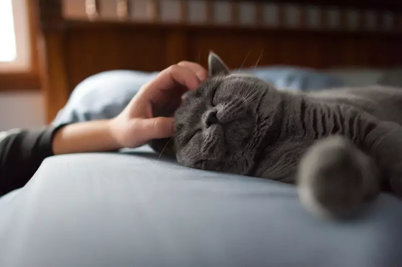 Gatos grises británicos (20 fotos): descrición de só gatos. Como conter un gatito británico de cor gris claro e gris escuro? 22453_10