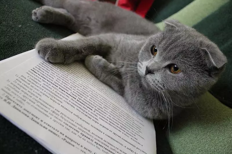 Gatos grises británicos (20 fotos): descrición de só gatos. Como conter un gatito británico de cor gris claro e gris escuro? 22453_11