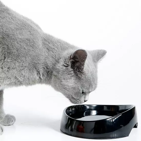 Gatos grises británicos (20 fotos): descrición de só gatos. Como conter un gatito británico de cor gris claro e gris escuro? 22453_12