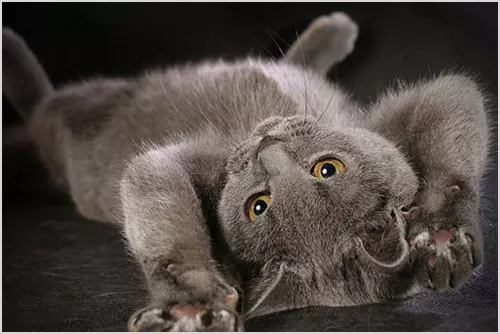Harmaa Britannian kissoja (20 kuvaa): Kuvaus vain kissoista. Kuinka sisältää brittiläisen kitten vaaleanharmaa ja tummanharmaa väri? 22453_19