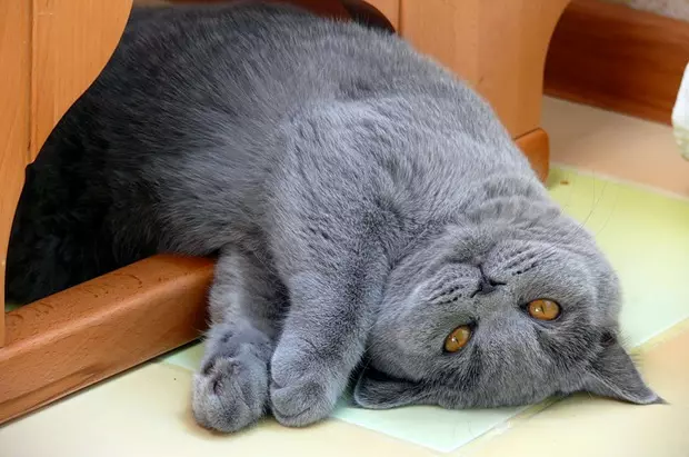 Gatos grises británicos (20 fotos): descrición de só gatos. Como conter un gatito británico de cor gris claro e gris escuro? 22453_2