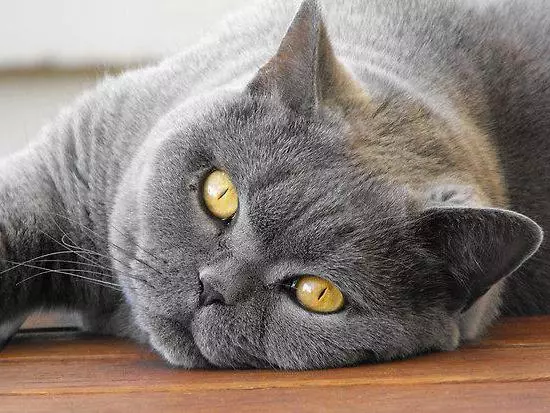 Grå britiske katter (20 bilder): Beskrivelse av bare katter. Hvordan inneholde en britisk kattunge av lysegrå og mørkegrå farge? 22453_3