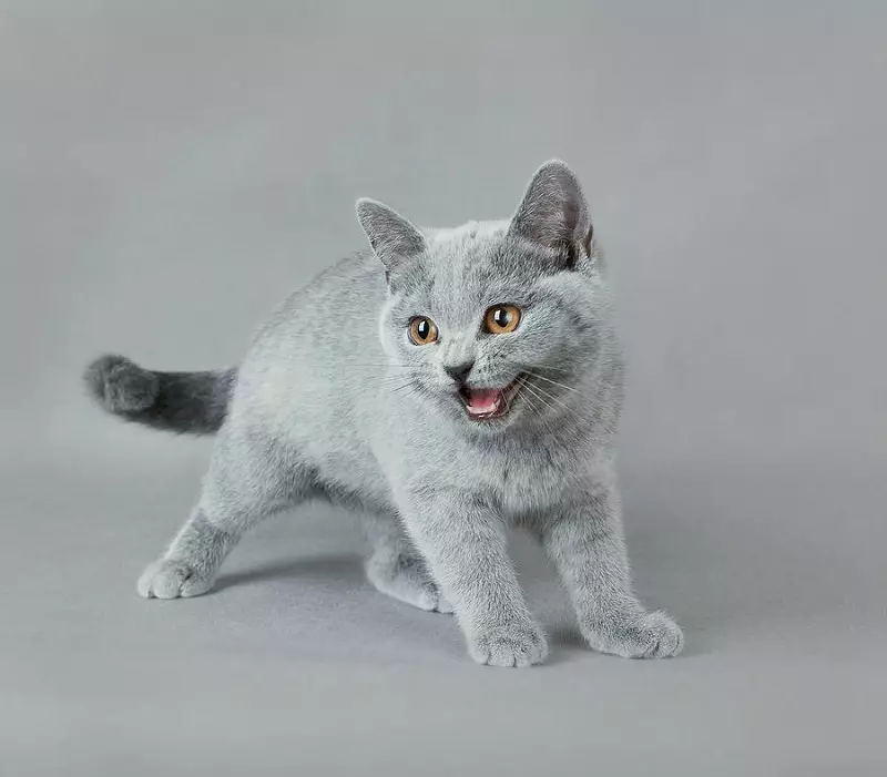 Harmaa Britannian kissoja (20 kuvaa): Kuvaus vain kissoista. Kuinka sisältää brittiläisen kitten vaaleanharmaa ja tummanharmaa väri? 22453_4
