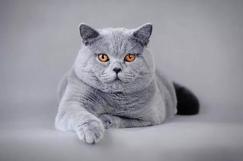 Gatos grises británicos (20 fotos): descrición de só gatos. Como conter un gatito británico de cor gris claro e gris escuro? 22453_5