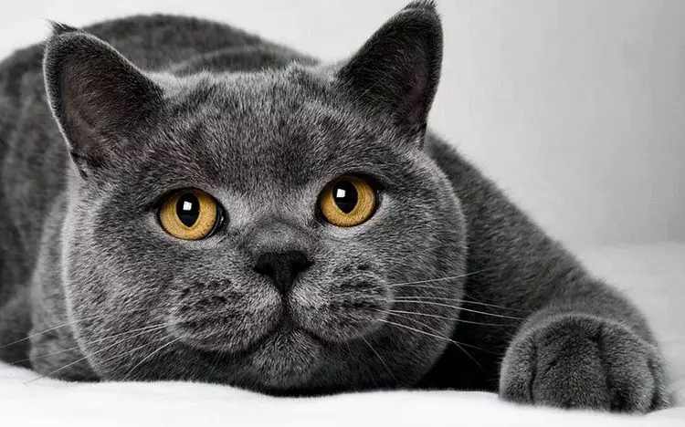 Šedá britské mačky (20 fotografií): Popis len mačiek. Ako obsahovať britské mačiatko svetlo šedej a tmavo šedej farby? 22453_6