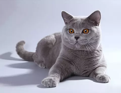 Gatos grises británicos (20 fotos): descrición de só gatos. Como conter un gatito británico de cor gris claro e gris escuro? 22453_7