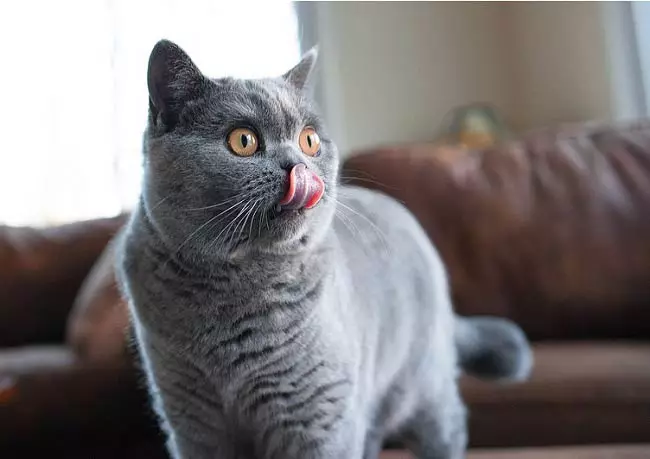 Gatos grises británicos (20 fotos): descrición de só gatos. Como conter un gatito británico de cor gris claro e gris escuro? 22453_9
