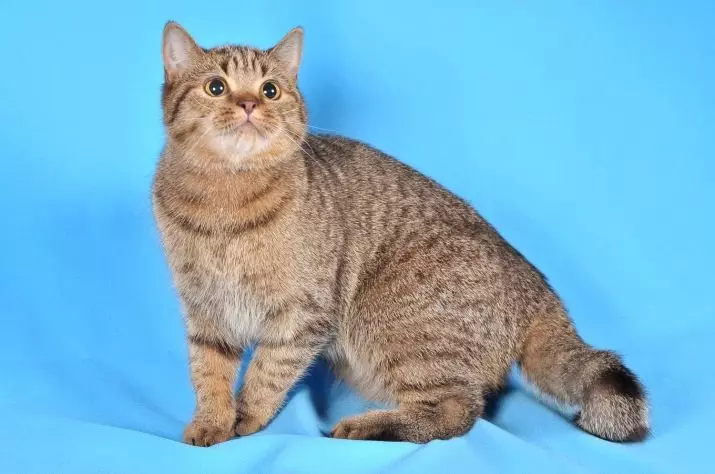Britų katės Spalva Tabby (18 nuotraukų): Sidabro ir marmuro kačiukų, mėlynos ir rudos, tigro ir kitų rūšių spalvų aprašymas 22454_2