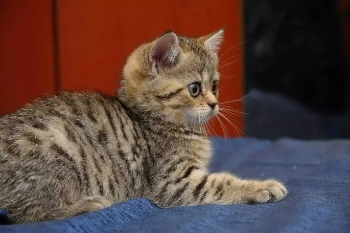 Britų katės Spalva Tabby (18 nuotraukų): Sidabro ir marmuro kačiukų, mėlynos ir rudos, tigro ir kitų rūšių spalvų aprašymas 22454_3