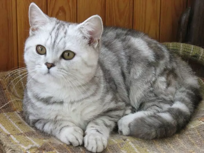 Britų katės Spalva Tabby (18 nuotraukų): Sidabro ir marmuro kačiukų, mėlynos ir rudos, tigro ir kitų rūšių spalvų aprašymas 22454_5