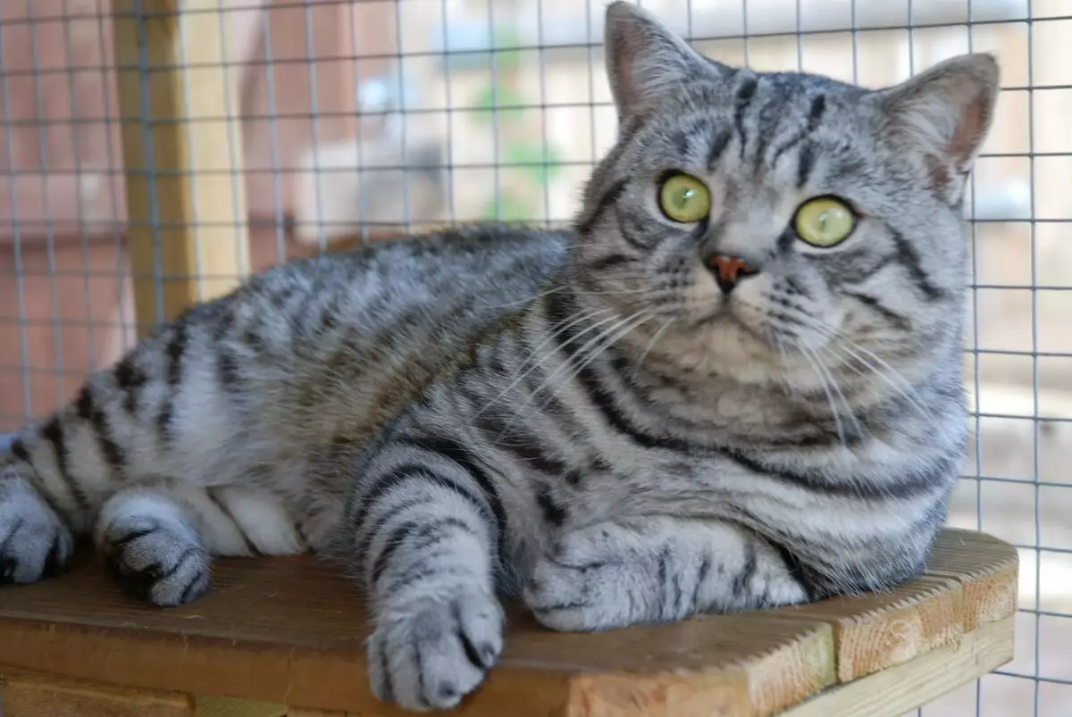 Britų katės Spalva Tabby (18 nuotraukų): Sidabro ir marmuro kačiukų, mėlynos ir rudos, tigro ir kitų rūšių spalvų aprašymas 22454_6