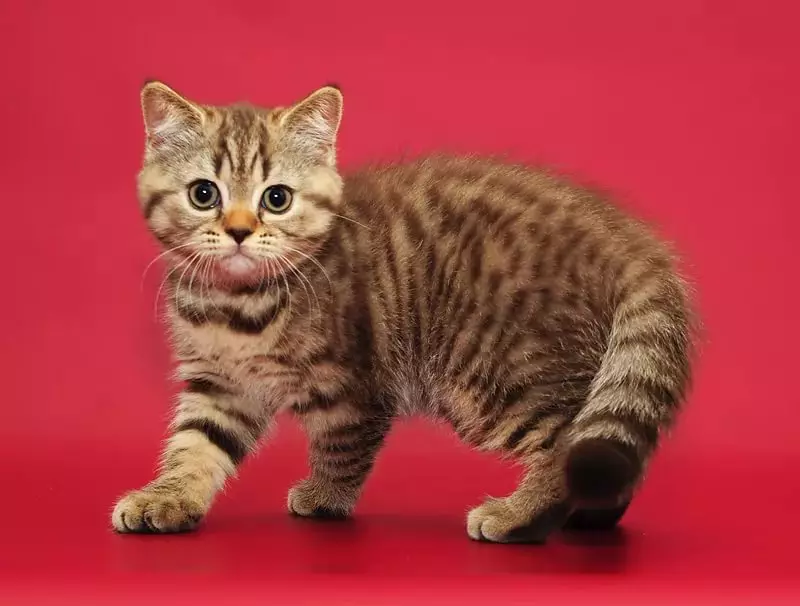 Britų katės Spalva Tabby (18 nuotraukų): Sidabro ir marmuro kačiukų, mėlynos ir rudos, tigro ir kitų rūšių spalvų aprašymas 22454_7
