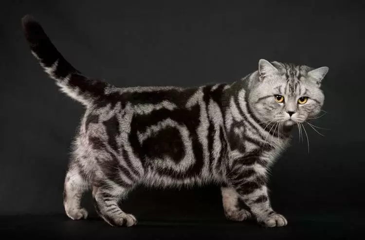 Britų katės Spalva Tabby (18 nuotraukų): Sidabro ir marmuro kačiukų, mėlynos ir rudos, tigro ir kitų rūšių spalvų aprašymas 22454_9