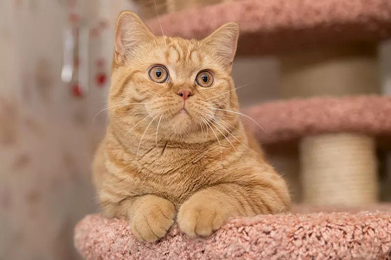 Rousse British Cat (31 Photos): Description des chats de couleur rouge, caractéristiques de la nature des chatons de la race britannique 22455_17