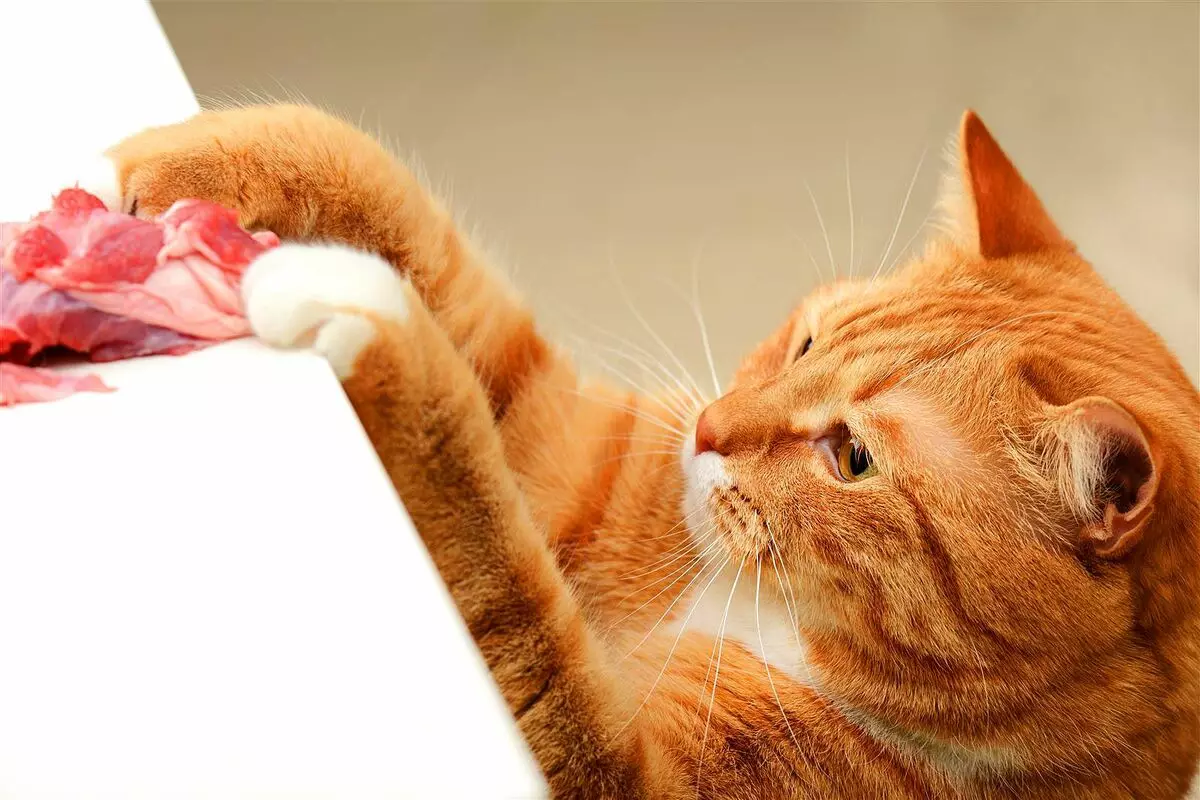 Rousse British Cat (31 Photos): Description des chats de couleur rouge, caractéristiques de la nature des chatons de la race britannique 22455_24