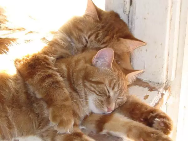 Rousse British Cat (31 Photos): Description des chats de couleur rouge, caractéristiques de la nature des chatons de la race britannique 22455_25