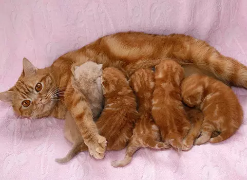 Rousse British Cat (31 Photos): Description des chats de couleur rouge, caractéristiques de la nature des chatons de la race britannique 22455_26