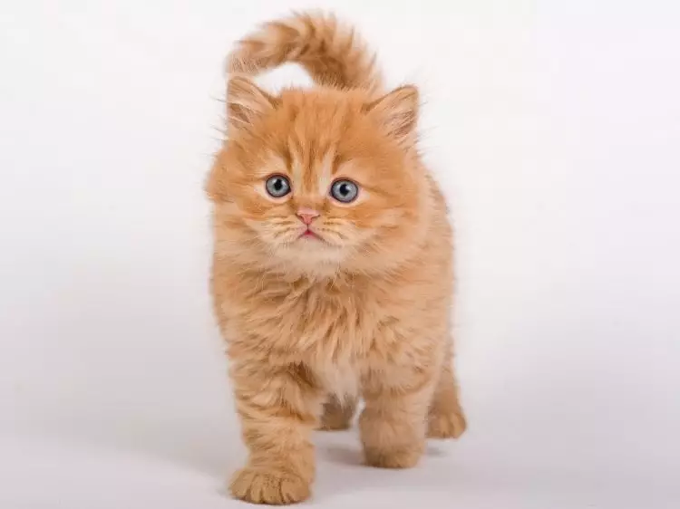 Rousse British Cat (31 Photos): Description des chats de couleur rouge, caractéristiques de la nature des chatons de la race britannique 22455_27