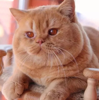 Rousse British Cat (31 Photos): Description des chats de couleur rouge, caractéristiques de la nature des chatons de la race britannique 22455_29