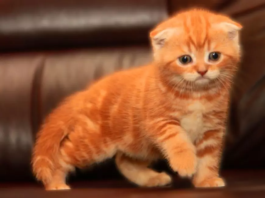 Rousse British Cat (31 Photos): Description des chats de couleur rouge, caractéristiques de la nature des chatons de la race britannique 22455_3