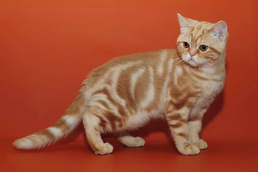 Rousse British Cat (31 Photos): Description des chats de couleur rouge, caractéristiques de la nature des chatons de la race britannique 22455_4