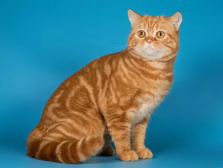 Rousse British Cat (31 Photos): Description des chats de couleur rouge, caractéristiques de la nature des chatons de la race britannique 22455_5