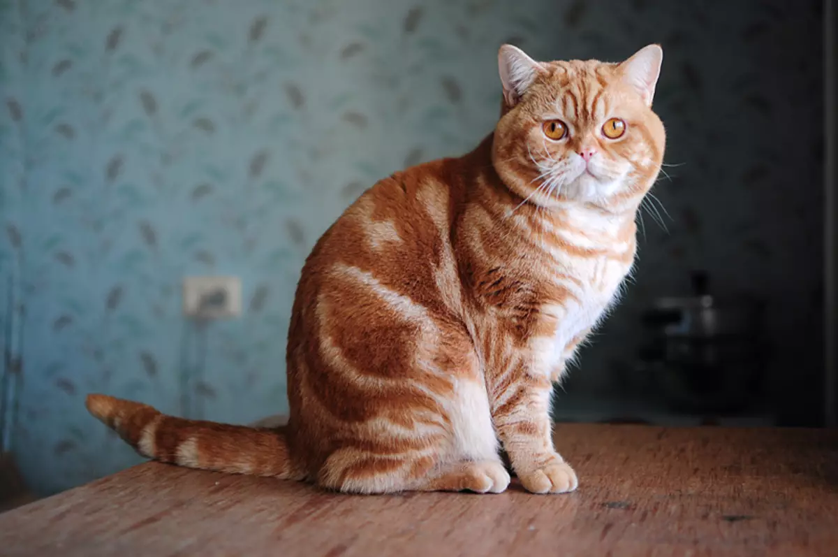 Rousse British Cat (31 Photos): Description des chats de couleur rouge, caractéristiques de la nature des chatons de la race britannique 22455_7