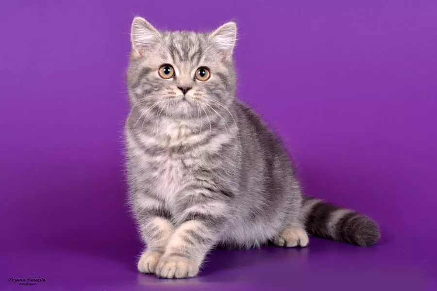 برطانوی سنگ مرمر بلیوں (26 فوٹو): نسل کی وضاحت، بلی-برن کے کردار، سیاہ سنگ مرمر کے تحت رنگ کی خصوصیات، چاندی میں اور سونے میں 22463_10