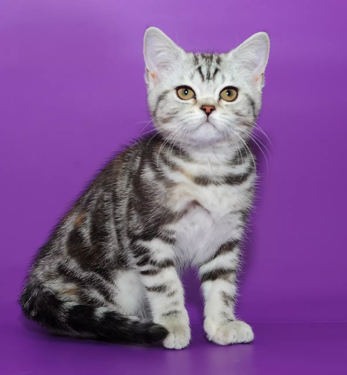 برطانوی سنگ مرمر بلیوں (26 فوٹو): نسل کی وضاحت، بلی-برن کے کردار، سیاہ سنگ مرمر کے تحت رنگ کی خصوصیات، چاندی میں اور سونے میں 22463_11