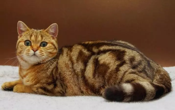 ब्रिटिश संगमरवरी मांजरी (26 फोटो): जातीचे वर्णन, मांजर-ब्रिटनचे वर्णन, काळा संगमरवरी, चांदी आणि सोन्यामध्ये रंगाचे वैशिष्ट्य 22463_12