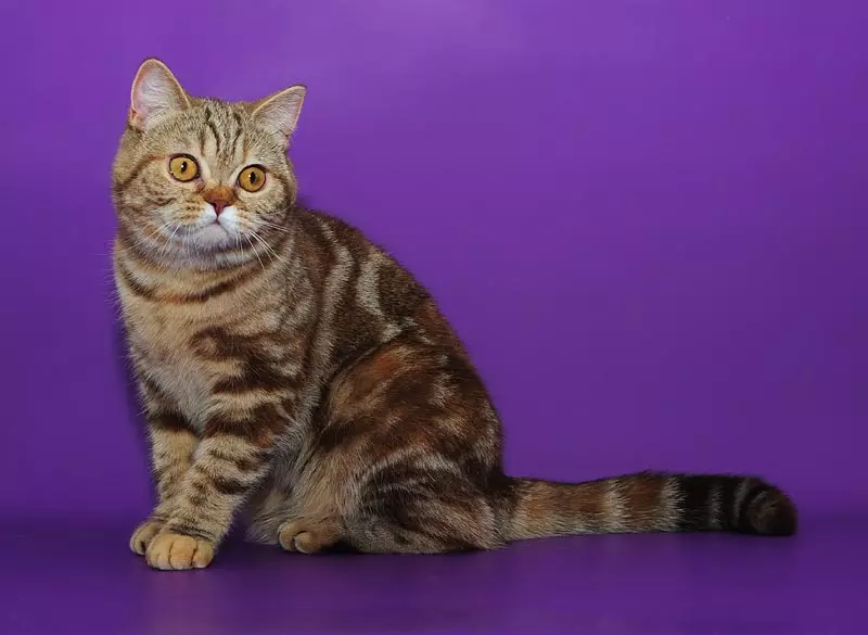 영국 대리석 고양이 (26 장의 사진) : 품종에 대한 설명, 고양이 영국의 성격, 검은 색 대리석, 실버, 금색에서 색상의 특징 22463_16