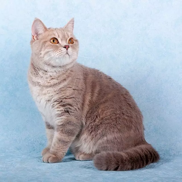 Britse marmeren katten (26 foto's): beschrijving van het ras, het karakter van de Cat-Brit, de kenmerken van de kleur onder zwart marmer, in zilver en in goud 22463_19