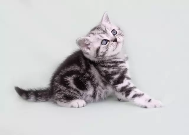 Britische Marmorkatzen (26 Fotos): Beschreibung der Rasse, der Charakter des Katzenbritanns, die Merkmale der Farbe unter schwarzem Marmor, in Silber und in Gold 22463_22