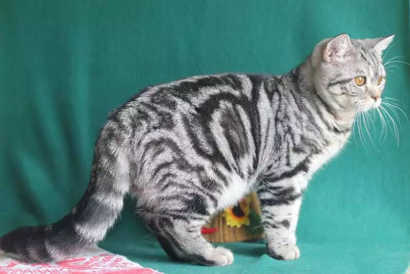 Britské mramorové kočky (26 fotek): Popis plemene, charakter Cat-Briton, vlastnosti barvy pod černým mramorem, ve stříbře a ve zlatě 22463_5