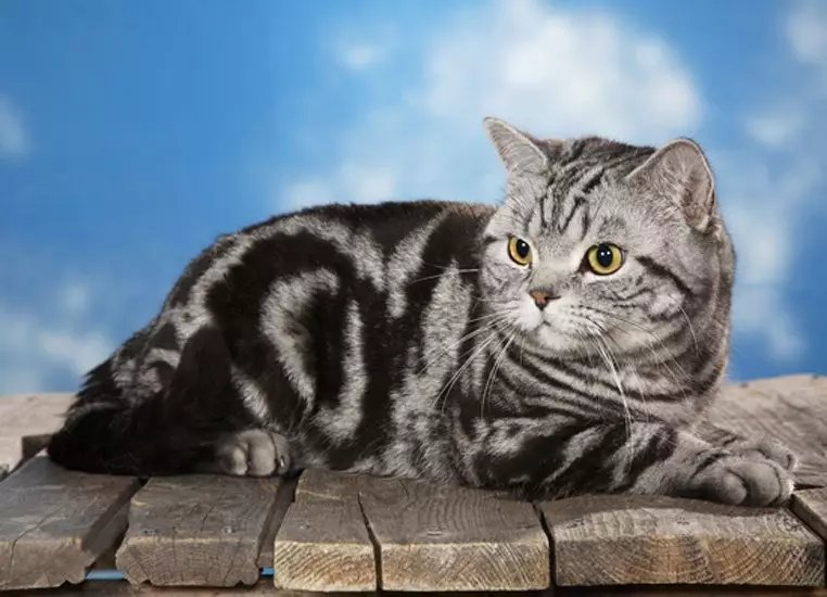 Britse marmeren katten (26 foto's): beschrijving van het ras, het karakter van de Cat-Brit, de kenmerken van de kleur onder zwart marmer, in zilver en in goud 22463_7