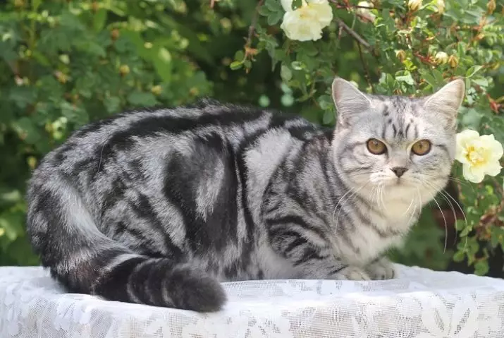 Britske marmeren katten (26 foto's): Beskriuwing fan it ras, it karakter fan 'e kat-Briton, de funksjes fan' e kleur ûnder swarte moarmer, yn sulver en yn goud 22463_8