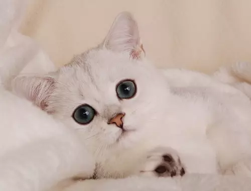 Gatos británicos brancos (20 fotos): descrición do británico branco con ollos azuis, os estándares de cores brancas da raza de gatos 22464_10