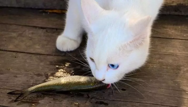 Gatos británicos brancos (20 fotos): descrición do británico branco con ollos azuis, os estándares de cores brancas da raza de gatos 22464_11