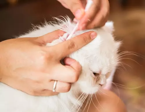 Gatos británicos brancos (20 fotos): descrición do británico branco con ollos azuis, os estándares de cores brancas da raza de gatos 22464_17