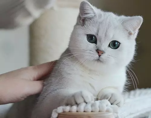 Gatos británicos brancos (20 fotos): descrición do británico branco con ollos azuis, os estándares de cores brancas da raza de gatos 22464_18