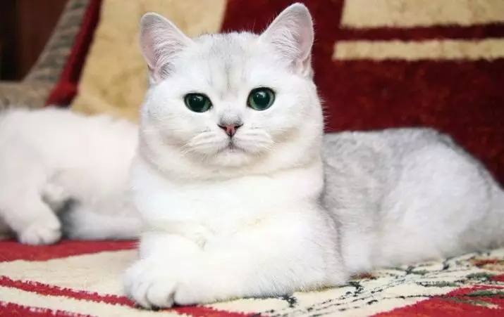 흰색 영국 고양이 (20 장의 사진) : 파란 눈을 가진 흰색 영국의 설명, 고양이 품종의 흰색 색상의 표준 22464_2