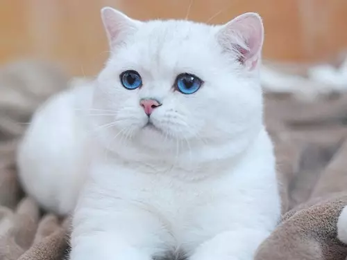 White Britaniya Cats (20 şəkil): mavi gözləri ilə White britaniyalı şərhi pişik cins ağ rəng standartları 22464_3