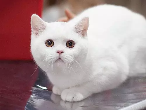 Gatos británicos brancos (20 fotos): descrición do británico branco con ollos azuis, os estándares de cores brancas da raza de gatos 22464_4